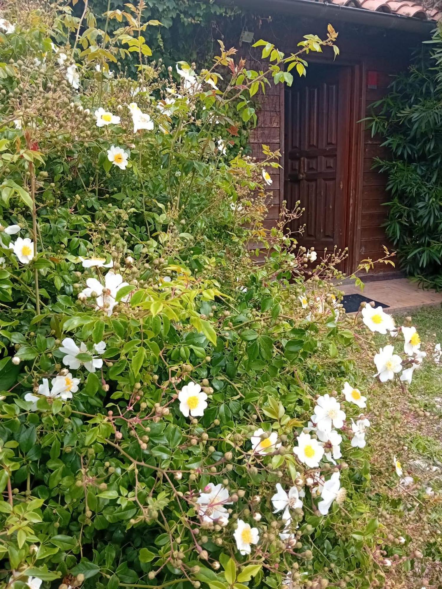 Casa Pratolungo Guest House เวลเลตริ ภายนอก รูปภาพ