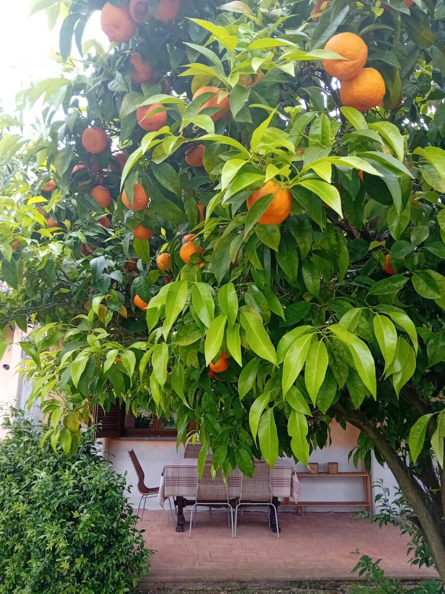 Casa Pratolungo Guest House เวลเลตริ ภายนอก รูปภาพ
